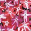 Impatiens Walleriana Dazzler 'Star Mix'