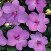 Impatiens Walleriana Dazzler 'Blue Pearl'