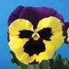 Pansy (Viola x Wittrockiana) Delta 'Premium Yellow with Purple Wing'