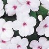 Impatiens Walleriana Dazzler 'Bright Eye'