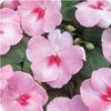 Impatiens Walleriana Dazzler 'Blush'