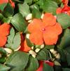 Impatiens
