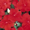 Impatiens Walleriana Dazzler 'Red'