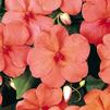 Impatiens Walleriana Dazzler 'Salmon'