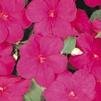 Impatiens Walleriana Dazzler 'Violet'