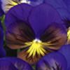 Pansy (Viola x Wittrockiana) Karma 'Blue Butterfly'
