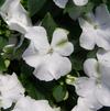 Impatiens Walleriana Dazzler 'White'