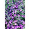 Nierembergia Scoparia Robe 'Purple'