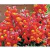 Snapdragon Chimes 'Bronze'