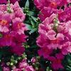 Snapdragon Chimes 'Lavender'