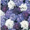 Verbena Hybrida Quartz 'Waterfall Mix'