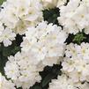 Verbena Hybrida Quartz 'White'