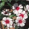 Vinca Mediteranean 'Apricot Broadeye'