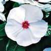 Vinca Mediteranean 'Poka Dot'