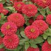 Zinnia Magellan 'Coral'
