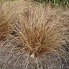 Grass Carex 'Bronzita'