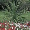 Grass Super Spikes TM