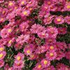 Aster 'Hazy'