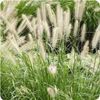 Grass Pennisetum 'Setaceum'