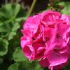 Geranium Zonal Patriot 'Pink'