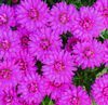 Aster  'Marie III'