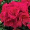 Geranium Zonal Americana 'Cranberry'