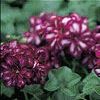 Geranium