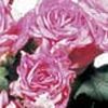 Geranium Ivy  'Sybil Holmes'