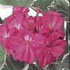 Geranium Brocade 'Catalina'