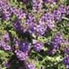Angelonia Carita Purple