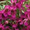 Angelonia Carita 'Raspberry'