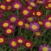 Argyranthemum Meteor 'Red'