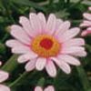 Argyranthemum Sassy 'Pink'