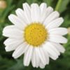 Argyranthemum Sassy 'Compact White'