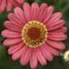 Argyranthemum Shere Monroe 'Scarlet'