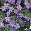 Bacopa  'Blue'