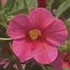 Calibrachoa Callie 'Coral Pink'