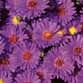 Aster 'Believer'