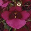 Diascia Darla 'Red'