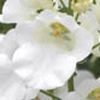 Diascia Darla 'White'