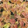 Coleus Rustic Orange