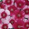 Dianthus Corona 'Cherry Magic'