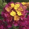 Lantana Bandana 'Cherry'