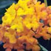 Lantana Bandana 'Orange Sunrise'