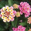 Lantana Bandana 'Pink'
