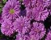 Aster 'Purple Henry I'