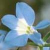 Lobella Techno Heat 'Upright Blue'