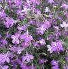 Lobella Techno Heat 'Violet'