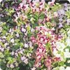 Torenia Clown 'Mix'