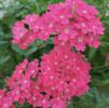Verbena Lanai 'Bright Pink'